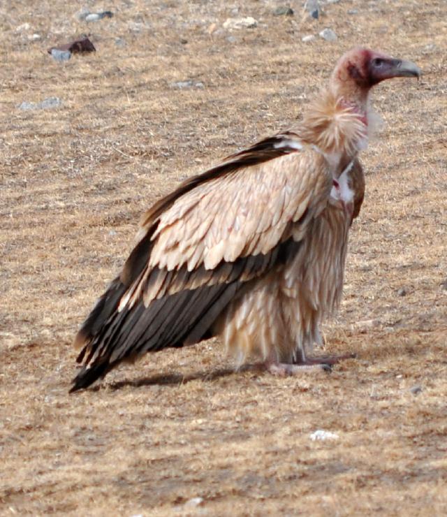 Himalayan Vulture1